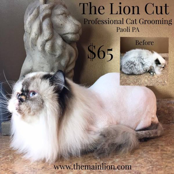 THE LION CUT 65 includes Style and Shampoo